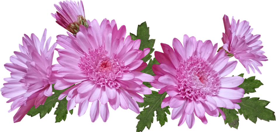 Chrysanthemum Flower PNG
