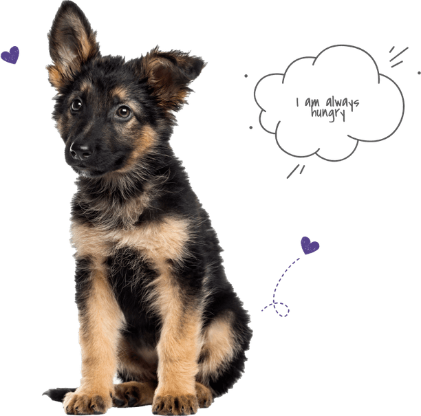 German Shepherd Dog PNG