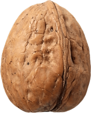 Walnut PNG