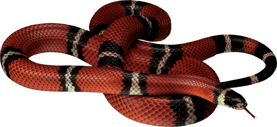 Anilius PNG