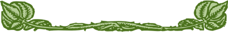 Leaves Border PNG