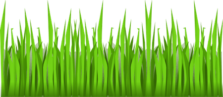 Tall Grass PNG