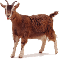 Goat PNG