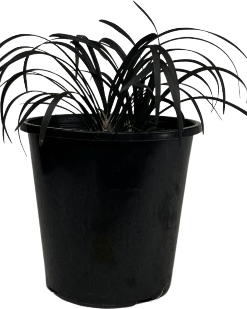 Black Grass PNG