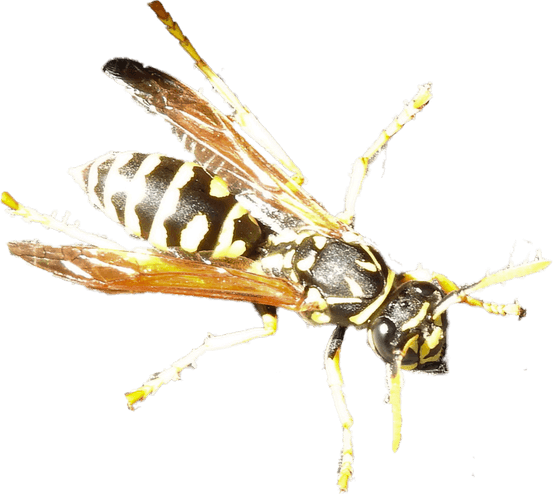 Wasp PNG