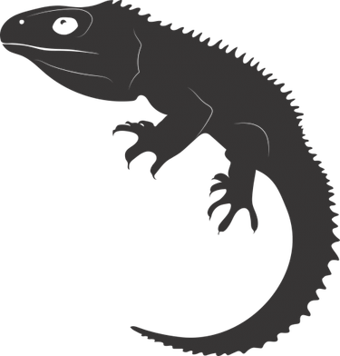 Tuataras PNG