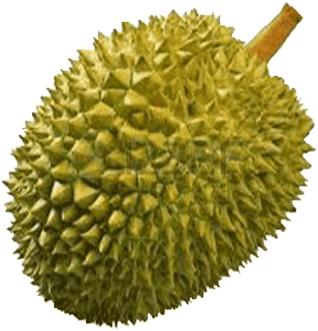 Breadfruit PNG