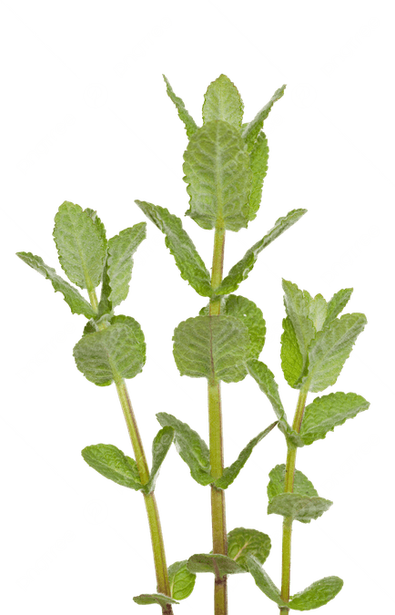 Mint Flower PNG