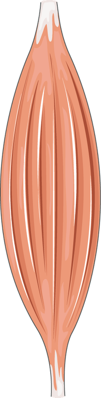 Muscle PNG