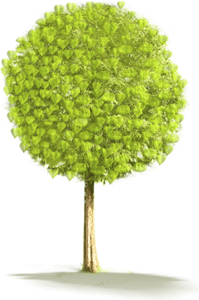 Jhau Tree PNG