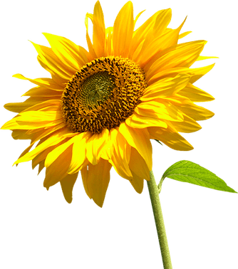 Sunflowers PNG