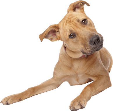 Cute Dog PNG