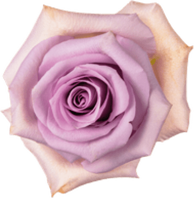 Lavender Rose PNG