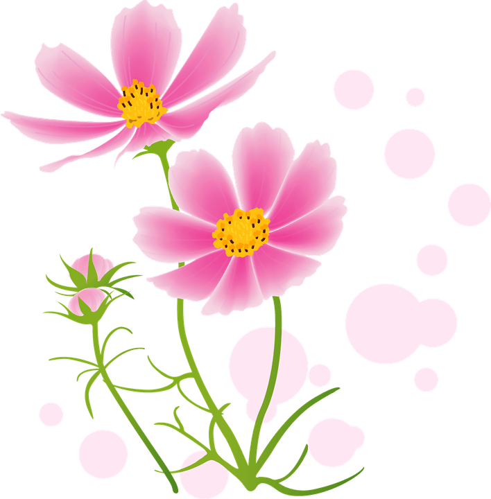 Pink Cosmos Flower PNG