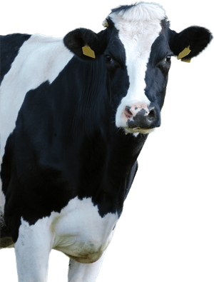 Cow Head PNG
