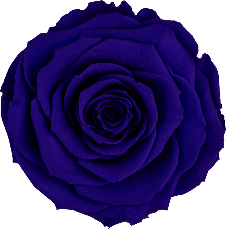 Royal Blue Rose PNG