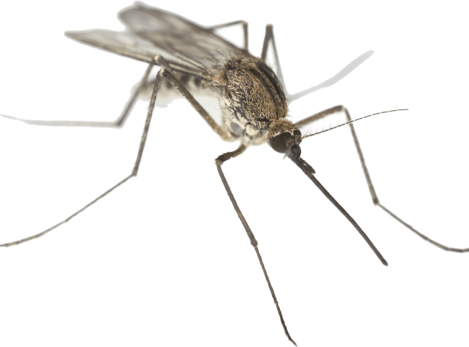 Mosquito PNG