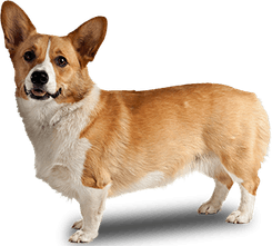 Corgi PNG