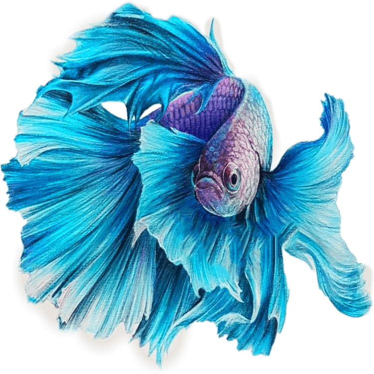 Betta Fish PNG