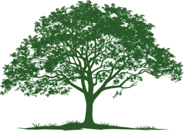 American Elm Tree PNG