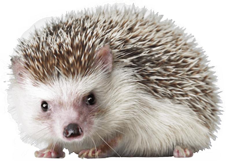 Porcupine PNG