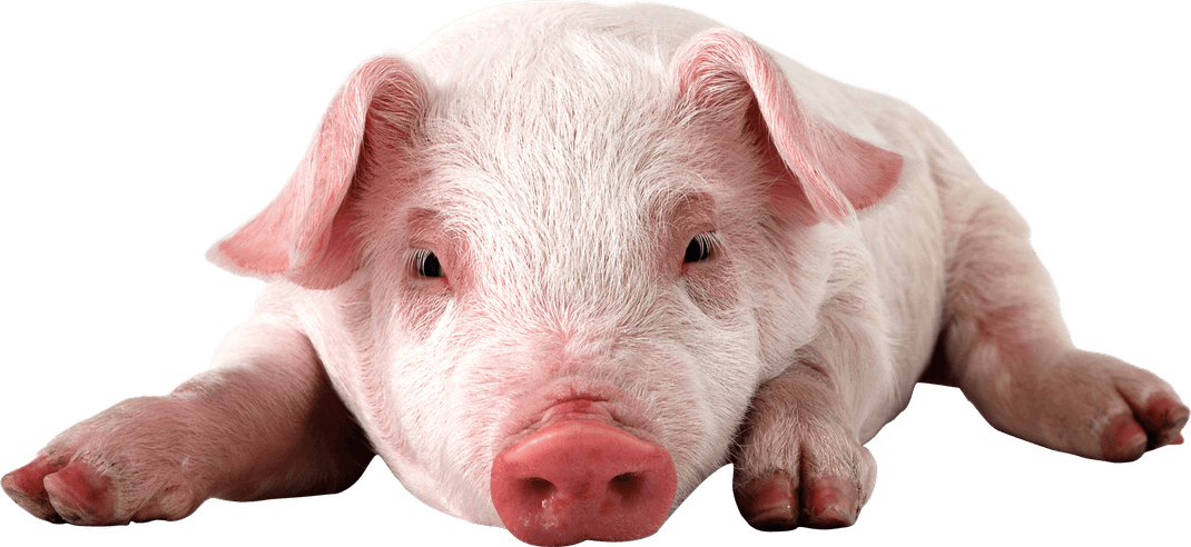 Piglet PNG
