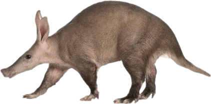 Aardvark PNG