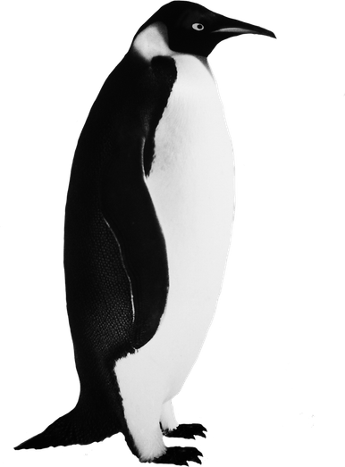 Emperor Penguin PNG