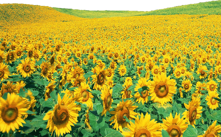 Sunflowers PNG