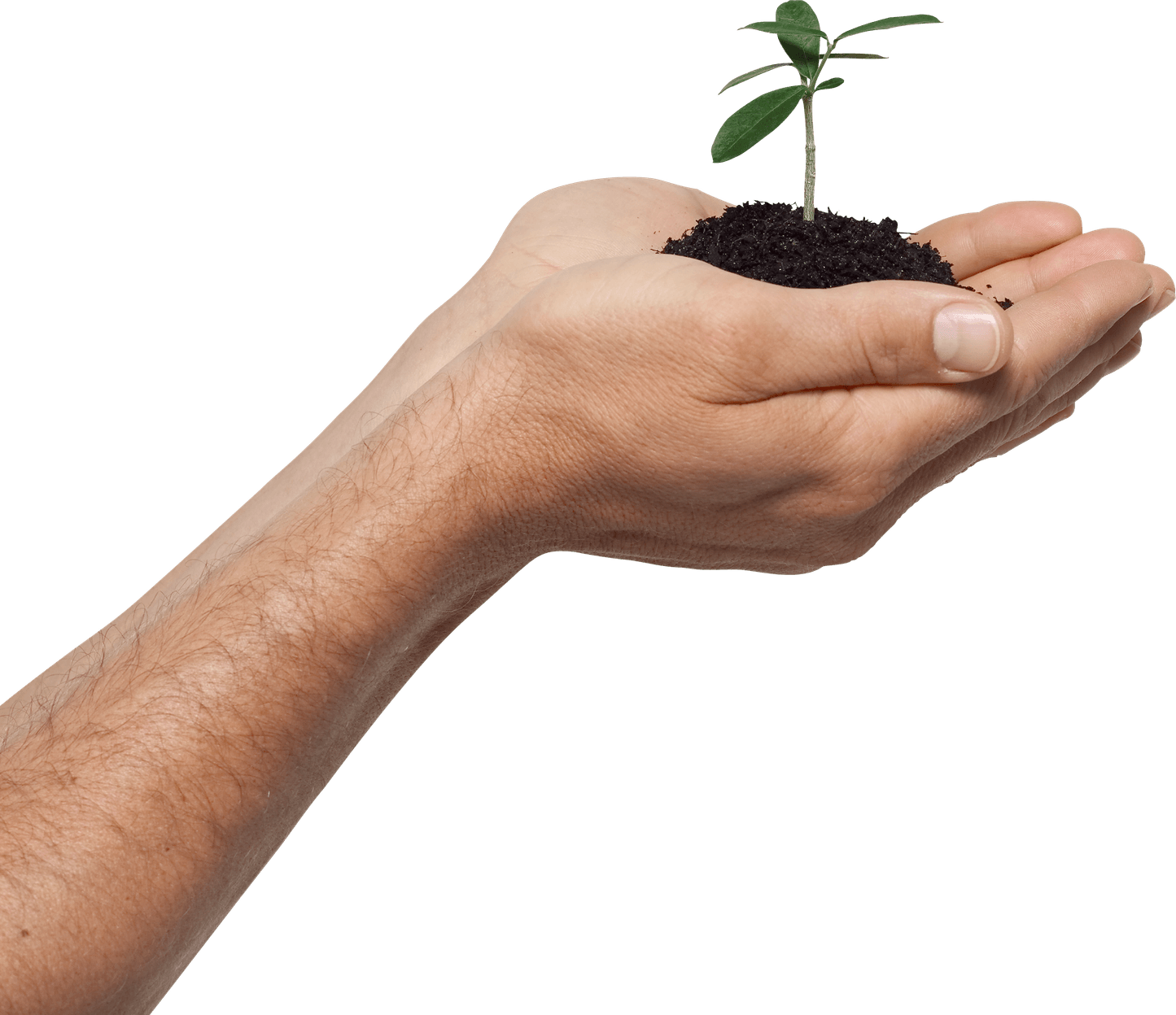 Sprout PNG