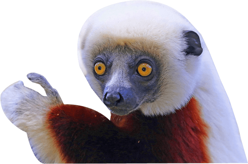 Lemur PNG