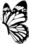 Butterfly Black And White PNG