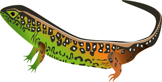 Worm Lizards PNG