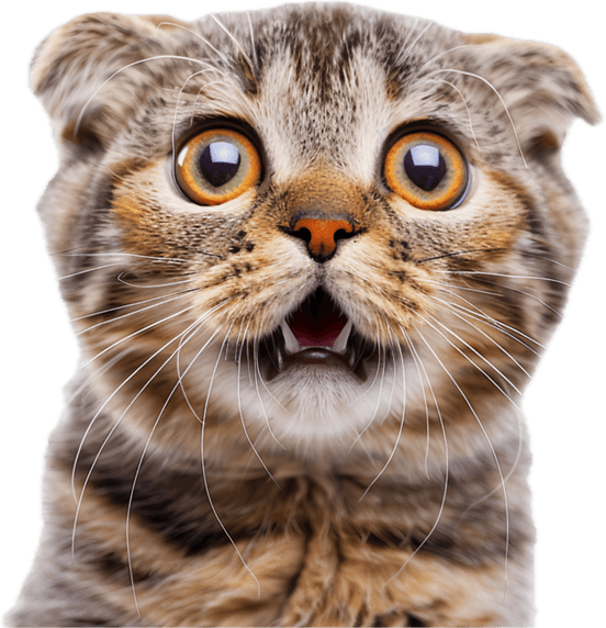 Worried Cat PNG