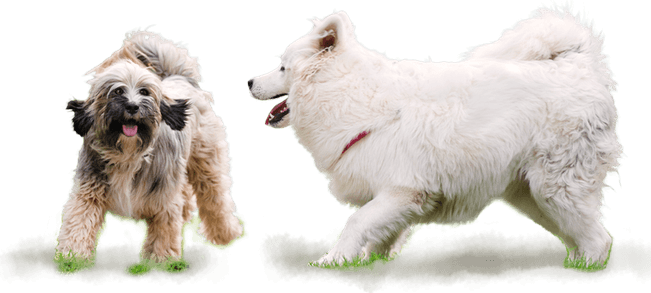 Howling Dog PNG