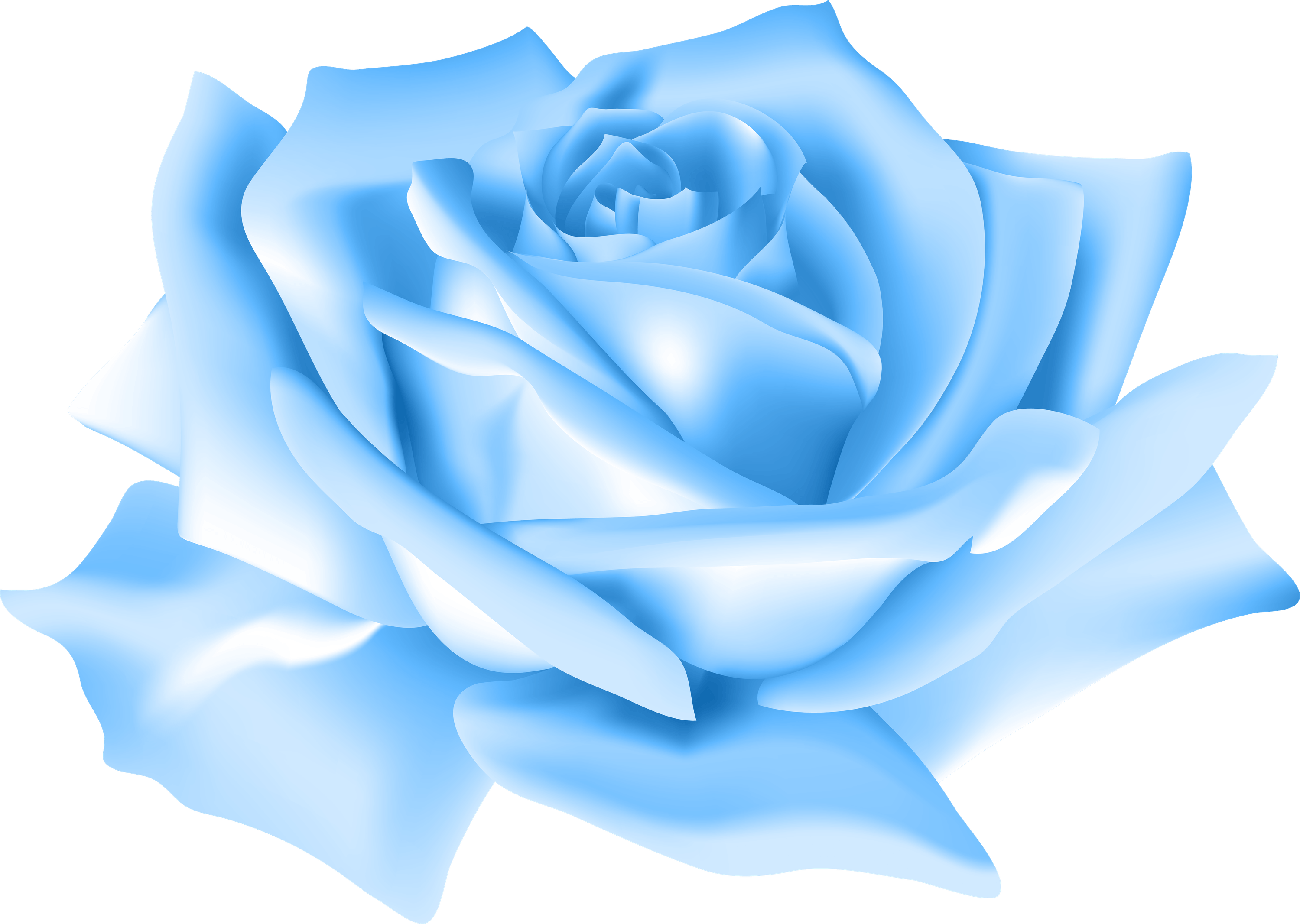 Blue Roses PNG