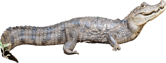 Caiman PNG