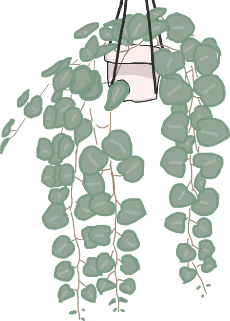 Aesthetic Plant PNG