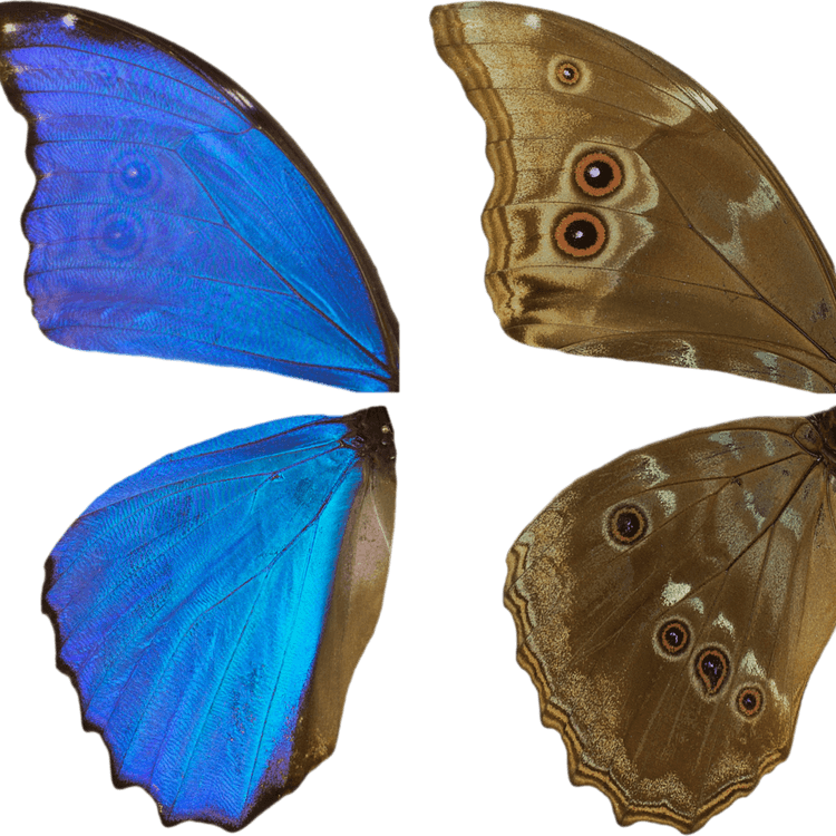Butterfly Animation PNG