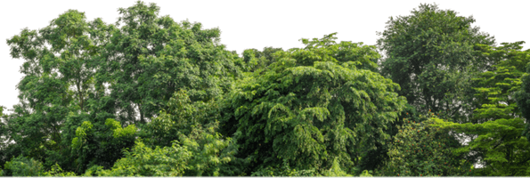 Forestry PNG