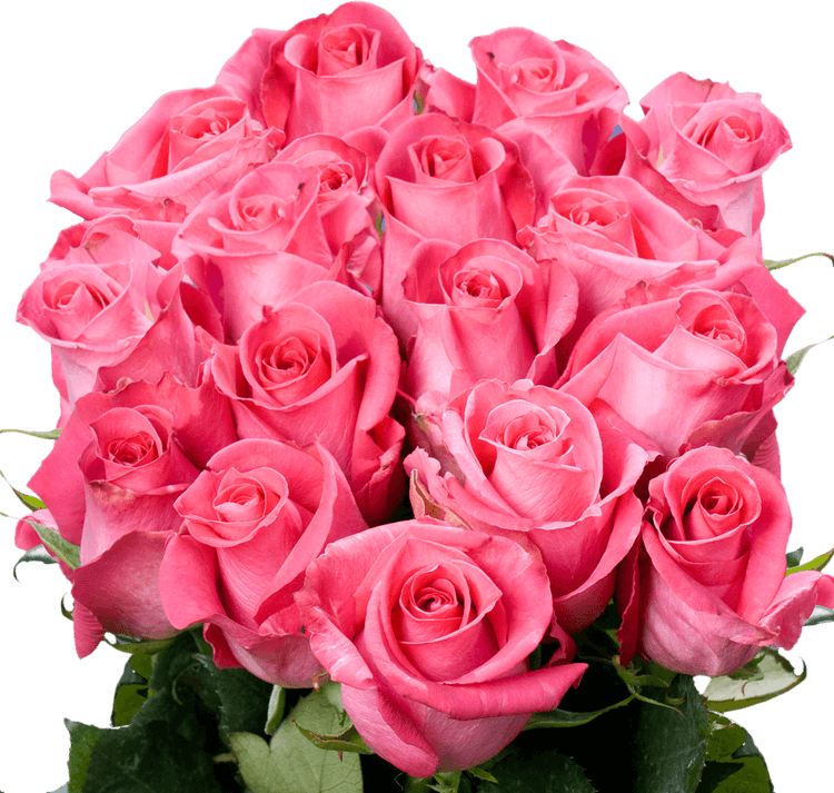 Deep Pink Rose PNG