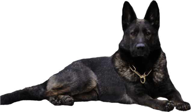 German Shepherd PNG