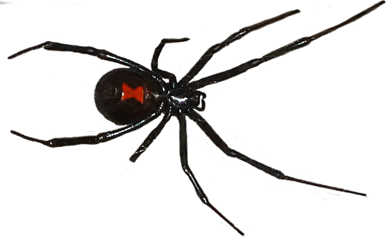 Black Widow Spiders PNG