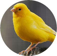 Canary Bird PNG