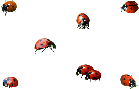 Ladybird Beetle PNG