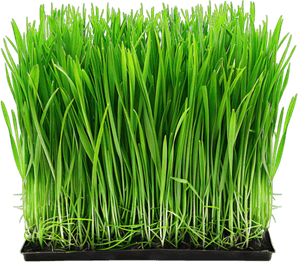 Buffalo Grass PNG