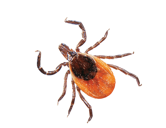 Tick Insect PNG