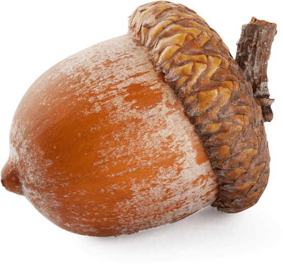 Acorn PNG