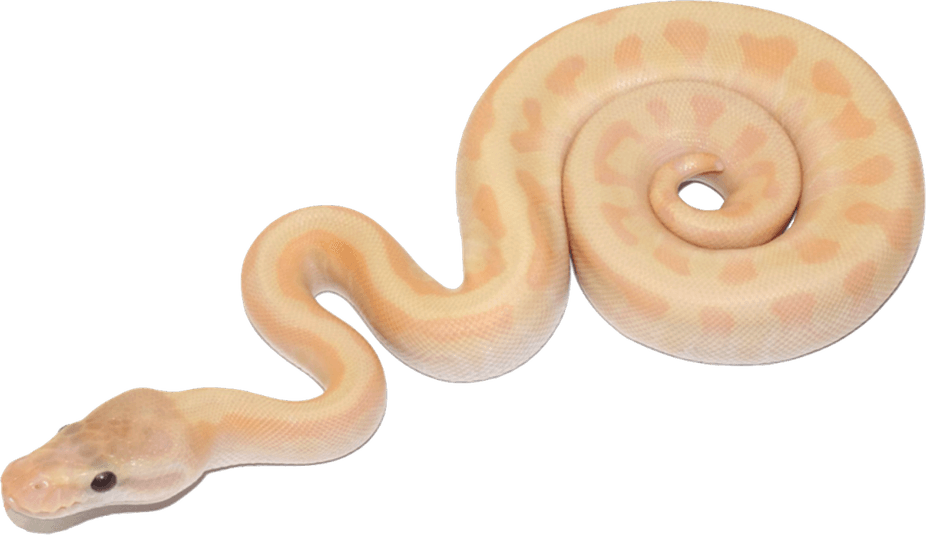 Banana Ball Python PNG