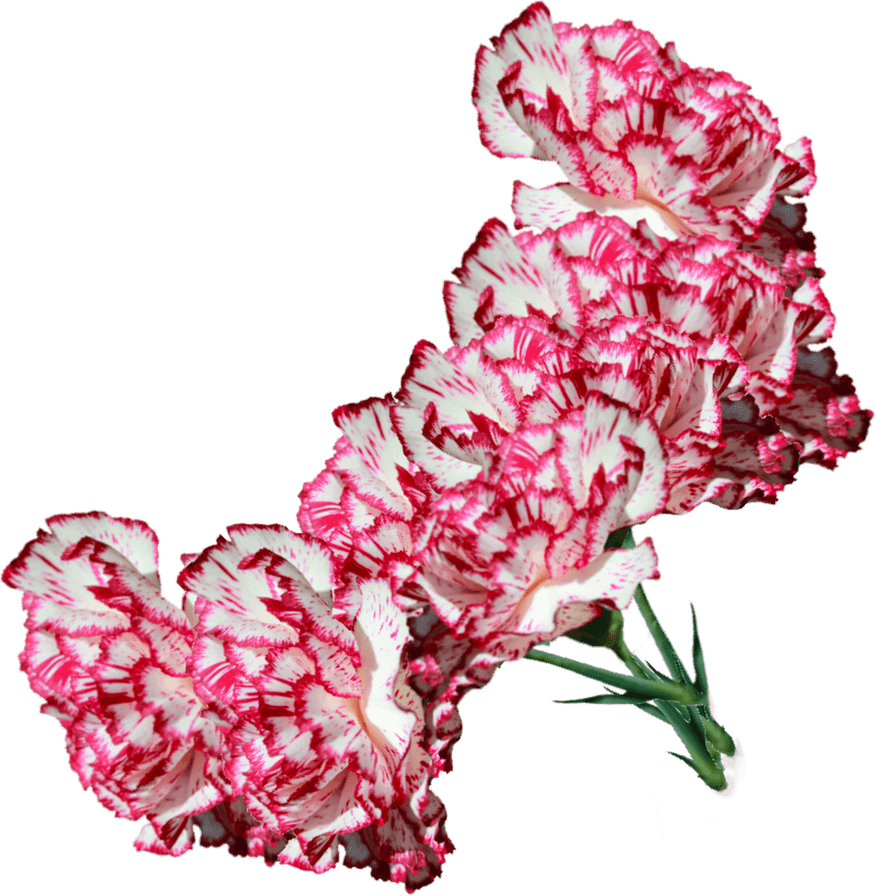 Carnation Flower PNG